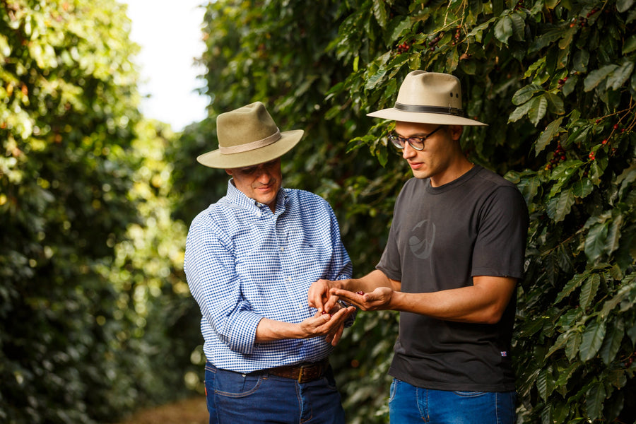 Peaberry zrna z farmy São Silvestre — Cerrado Mineiro, Brazílie