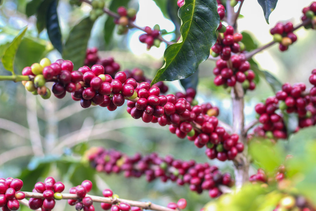 Kávová farma v Tabaconas, Peru — pěstování ve stínu stromů
